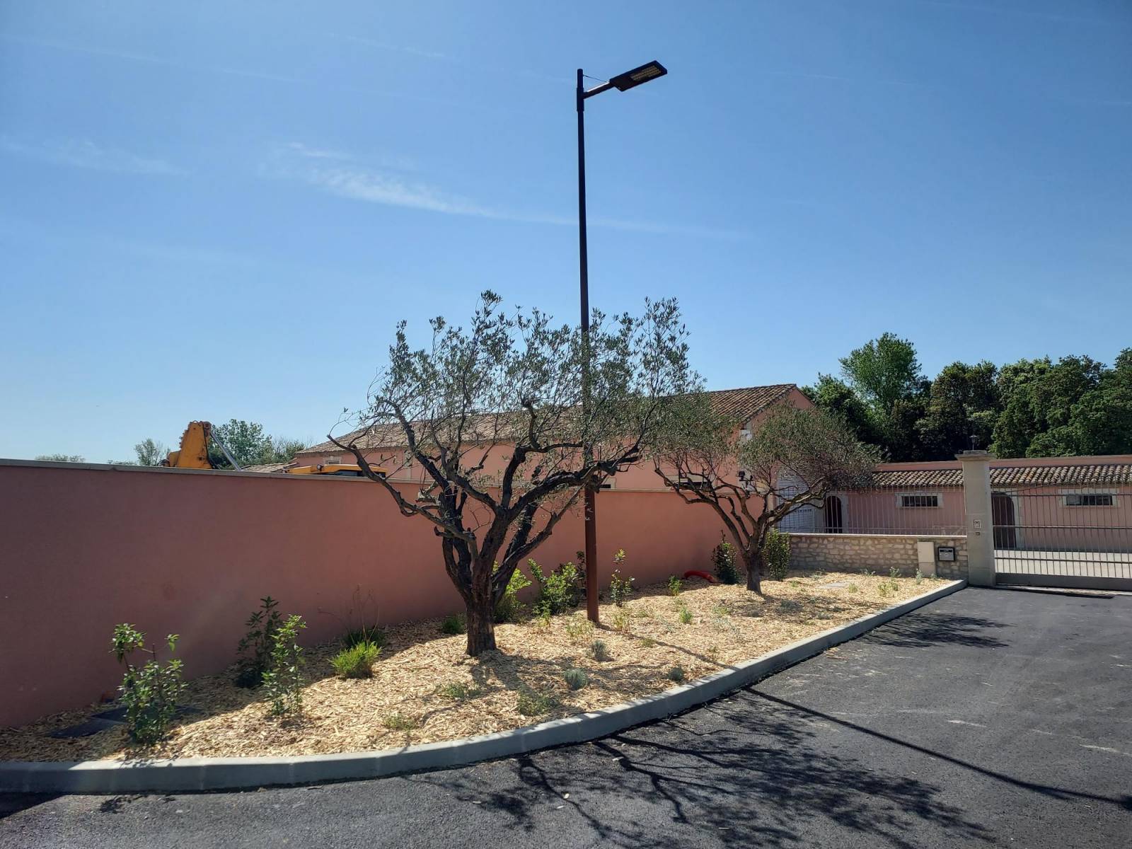 Transplantation d'olivier provenant d'une parcelle appartenants à la CCVBA aux abords de l'opération